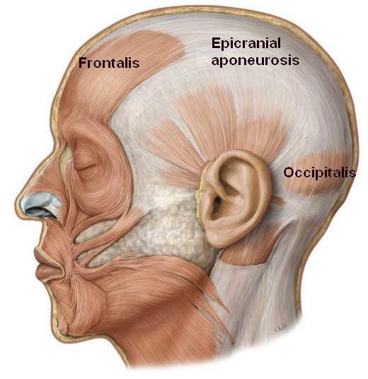 epicranial aponeurosis or galea aponeurotica